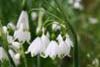 leucojum aestivum-3